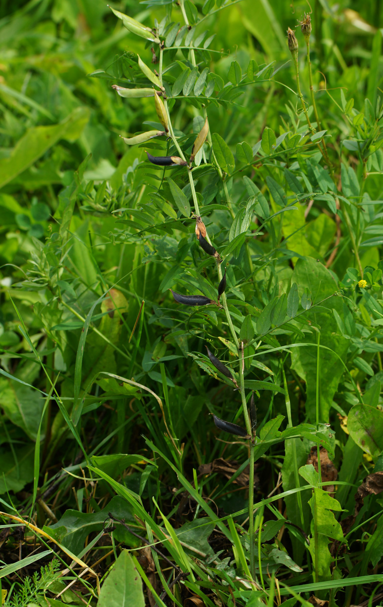 Image of Vicia sepium specimen.