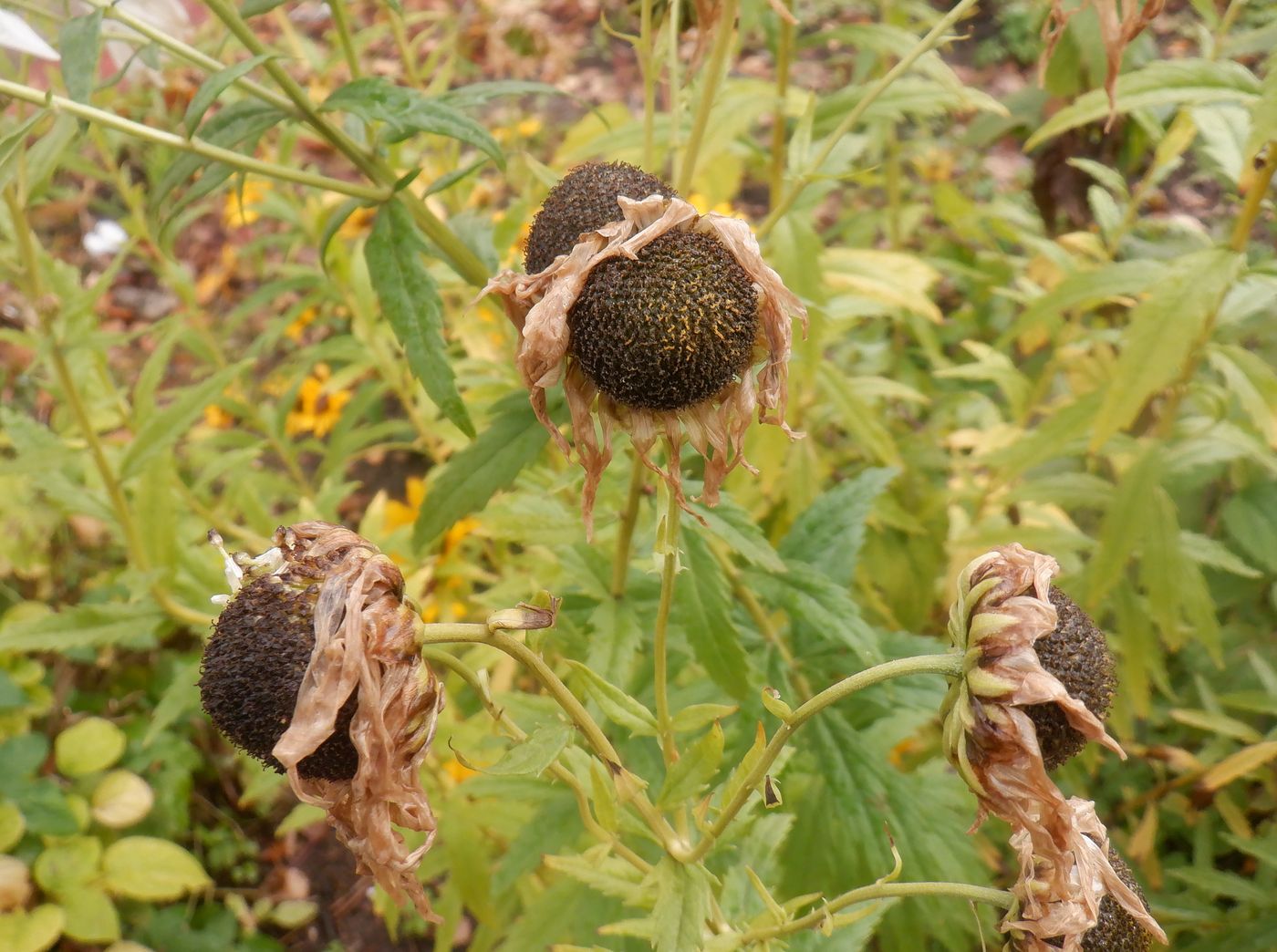 Image of Leucanthemella serotina specimen.