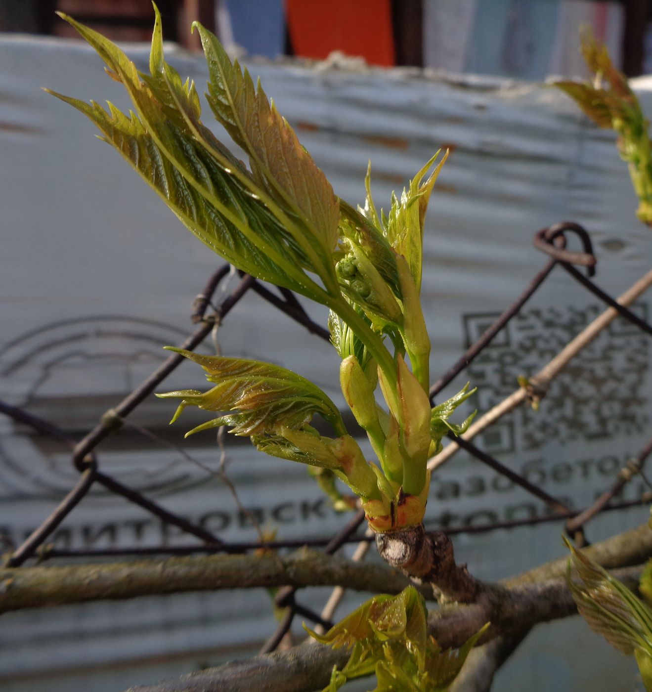 Image of Parthenocissus inserta specimen.