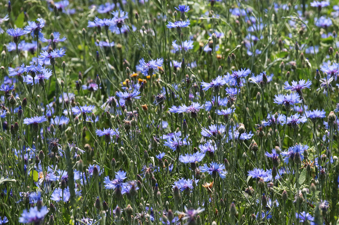 Изображение особи Centaurea cyanus.