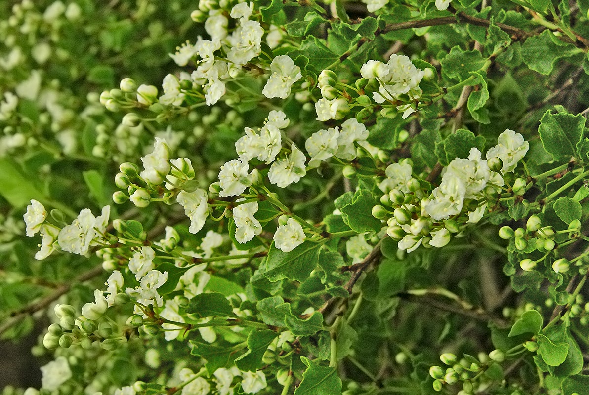 Изображение особи Atraphaxis caucasica.