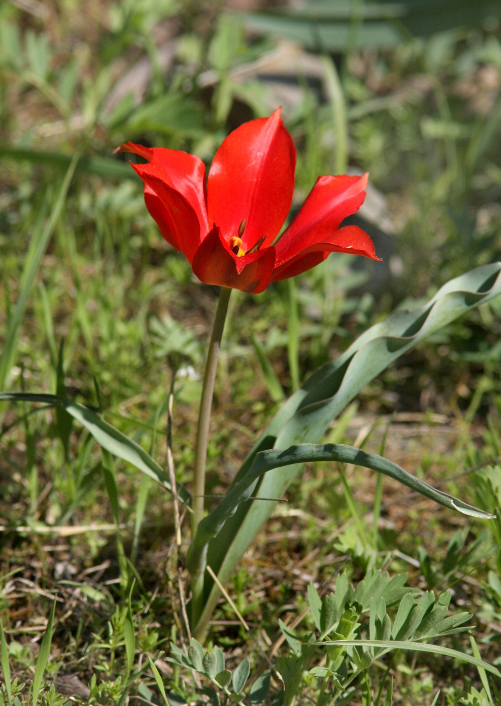 Image of Tulipa ostrowskiana specimen.