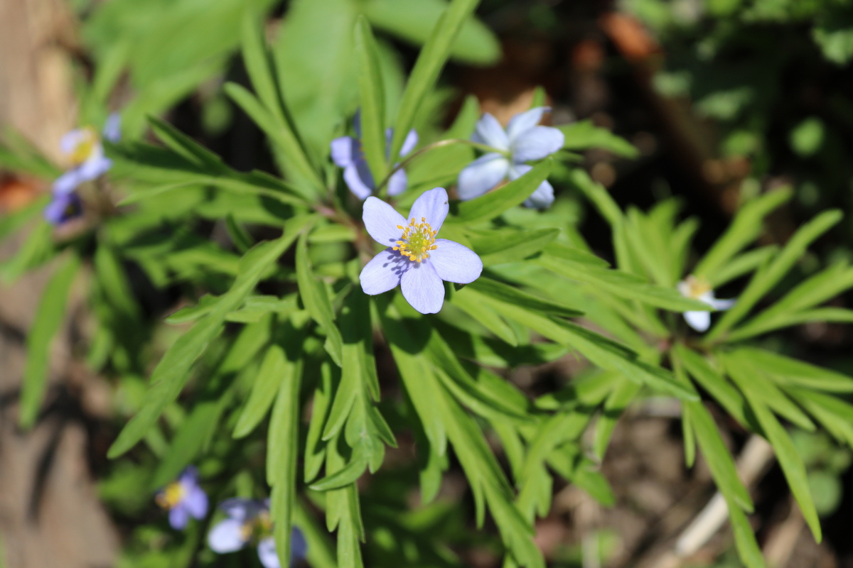 Image of Anemone caerulea specimen.