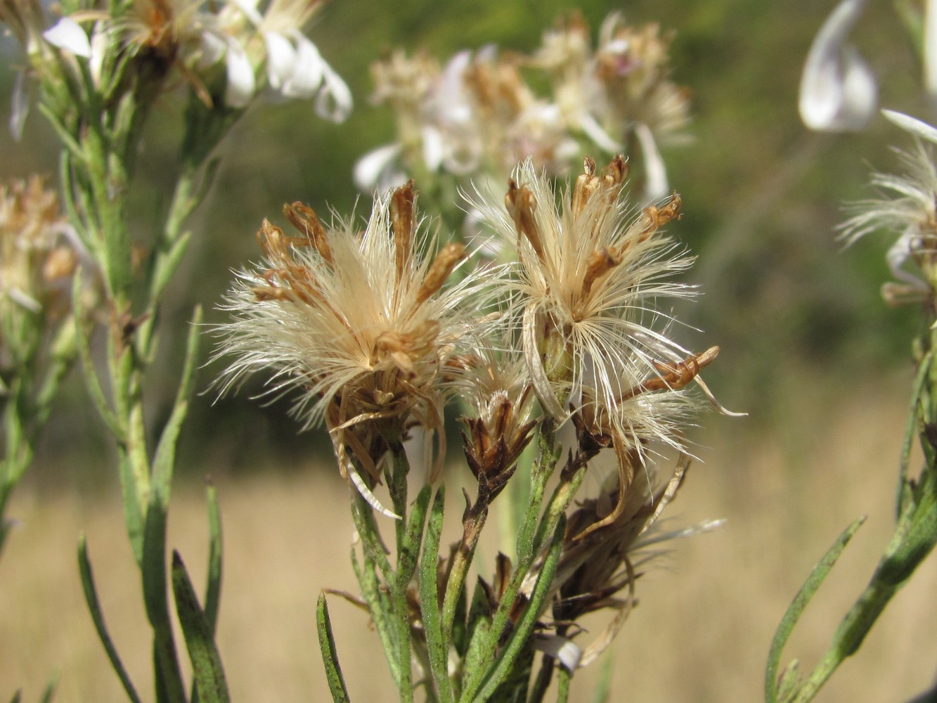 Image of Galatella dracunculoides specimen.