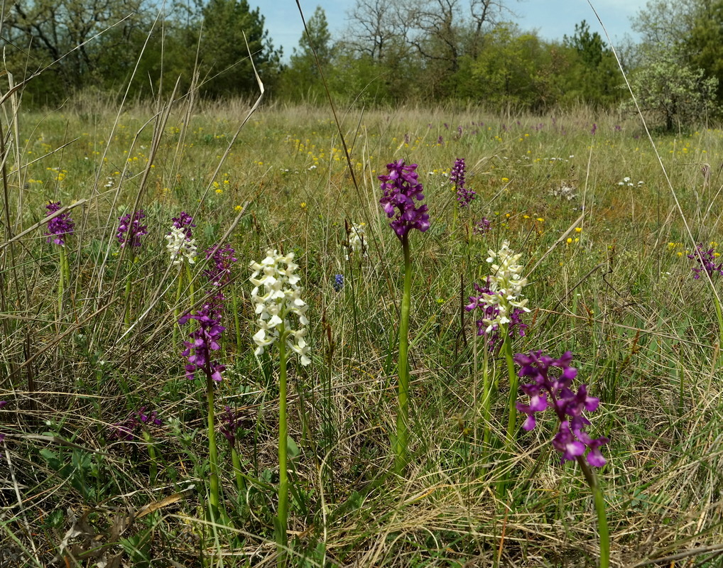 Image of Anacamptis morio ssp. caucasica specimen.