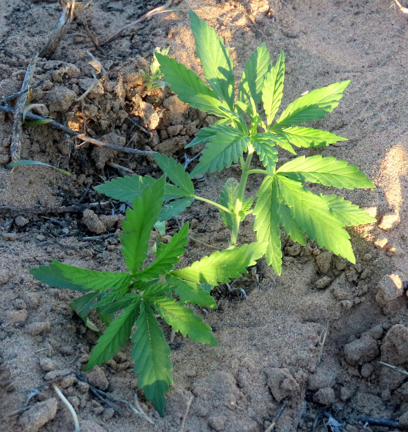 Image of Cannabis sativa var. spontanea specimen.