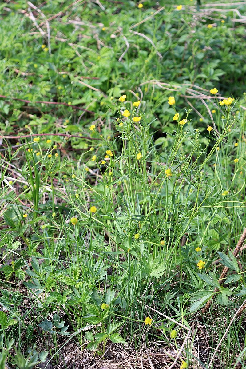 Image of genus Ranunculus specimen.