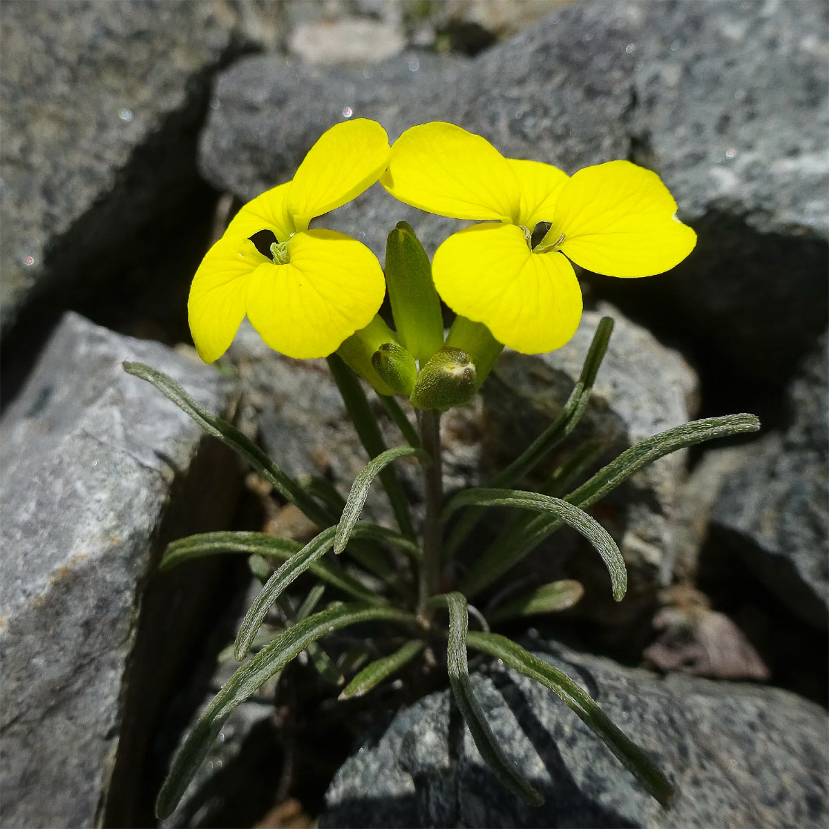 Изображение особи Erysimum meyerianum.