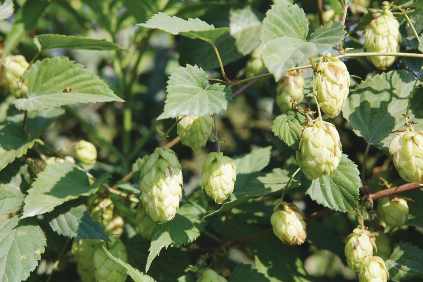 Изображение особи Humulus lupulus.