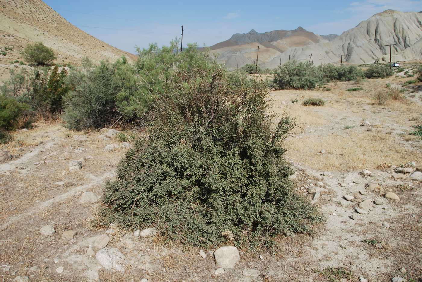 Image of Cotoneaster saxatilis specimen.