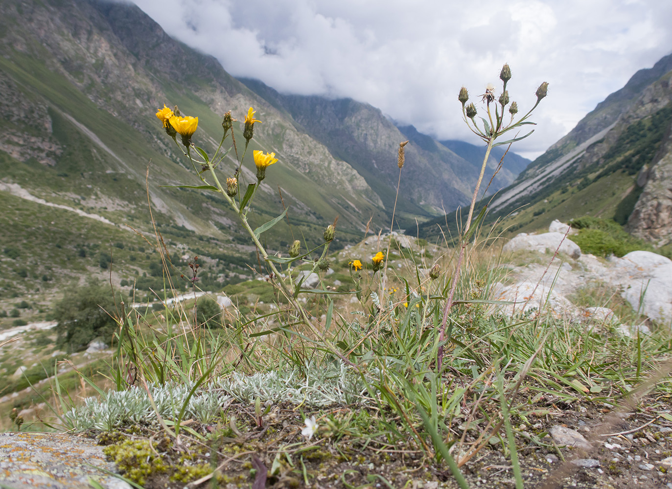 Изображение особи род Hieracium.