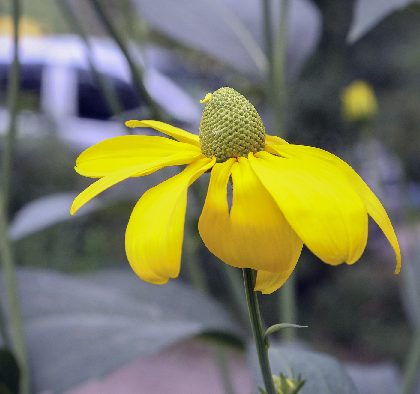 Image of Rudbeckia laciniata specimen.