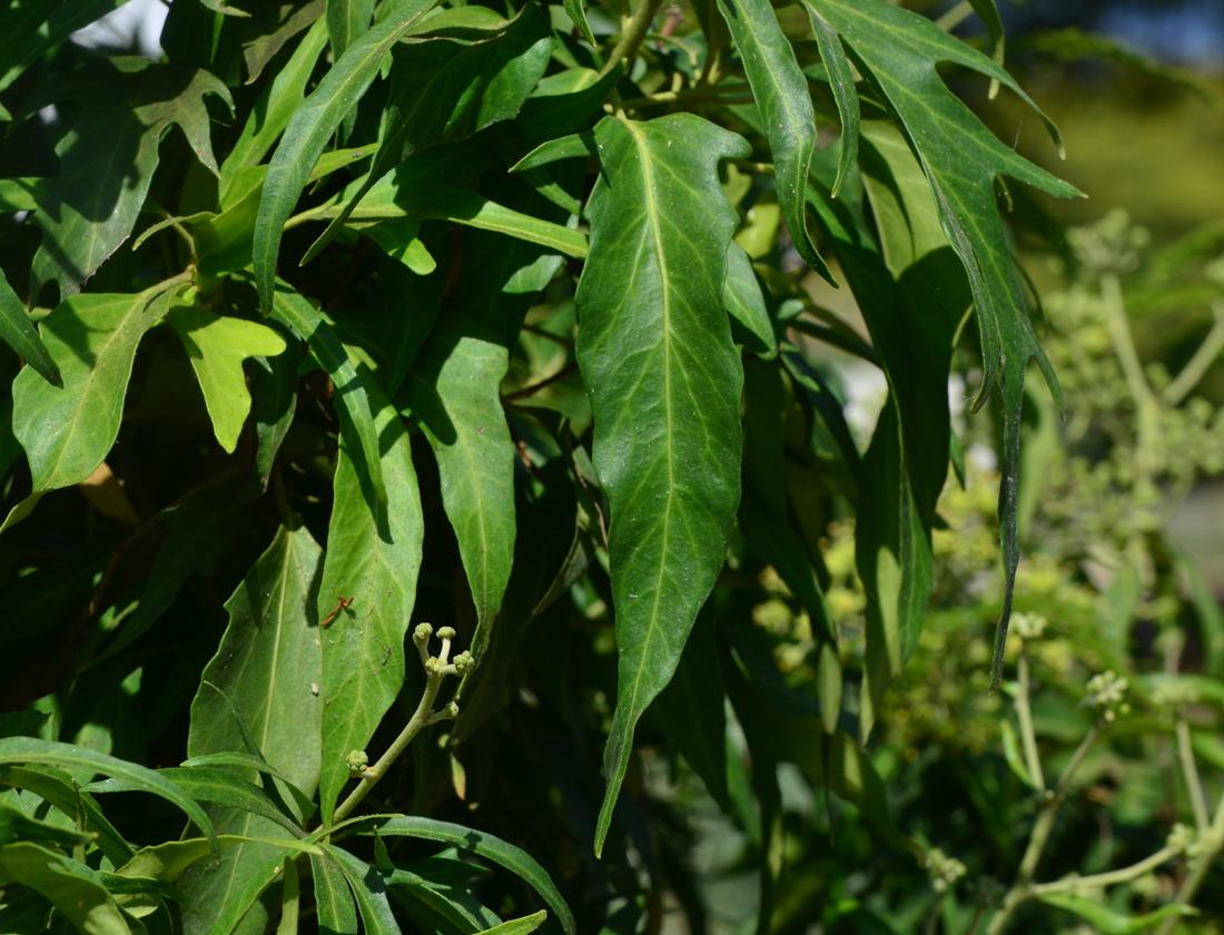 Изображение особи Hedera helix.