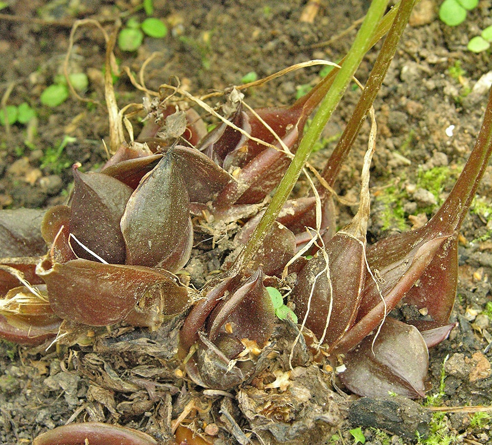 Image of Corydalis ellipticarpa specimen.