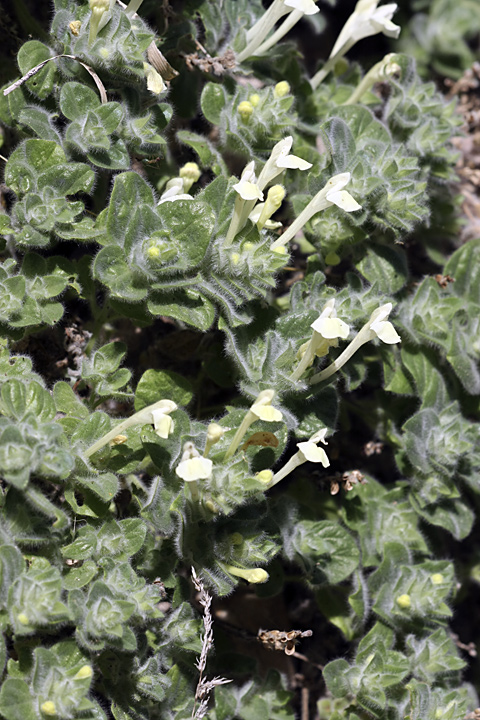 Image of Scutellaria immaculata specimen.