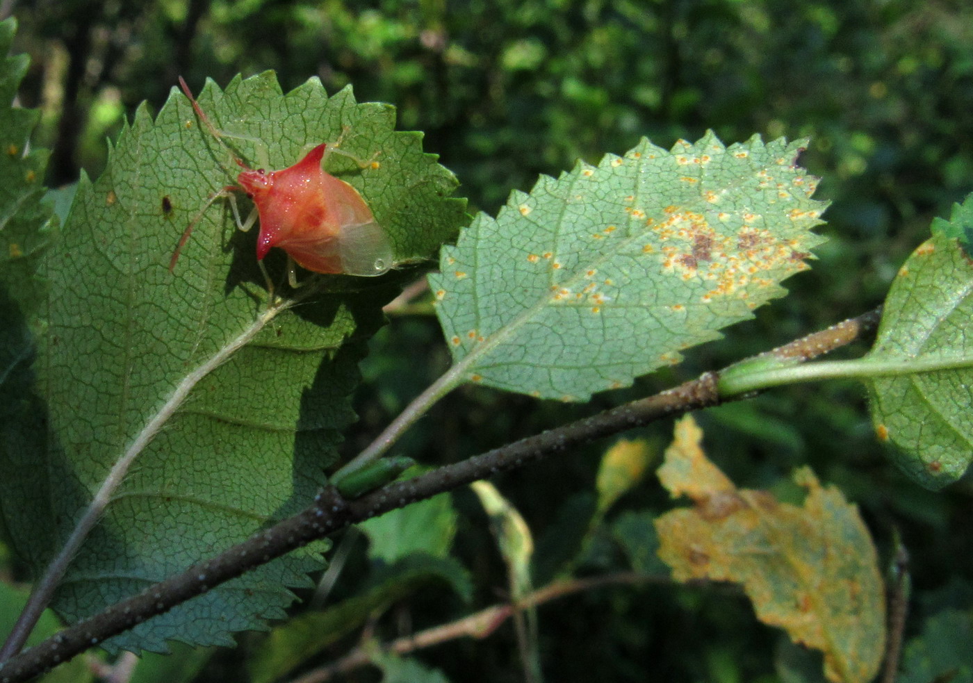 Image of Betula fruticosa ssp. montana specimen.