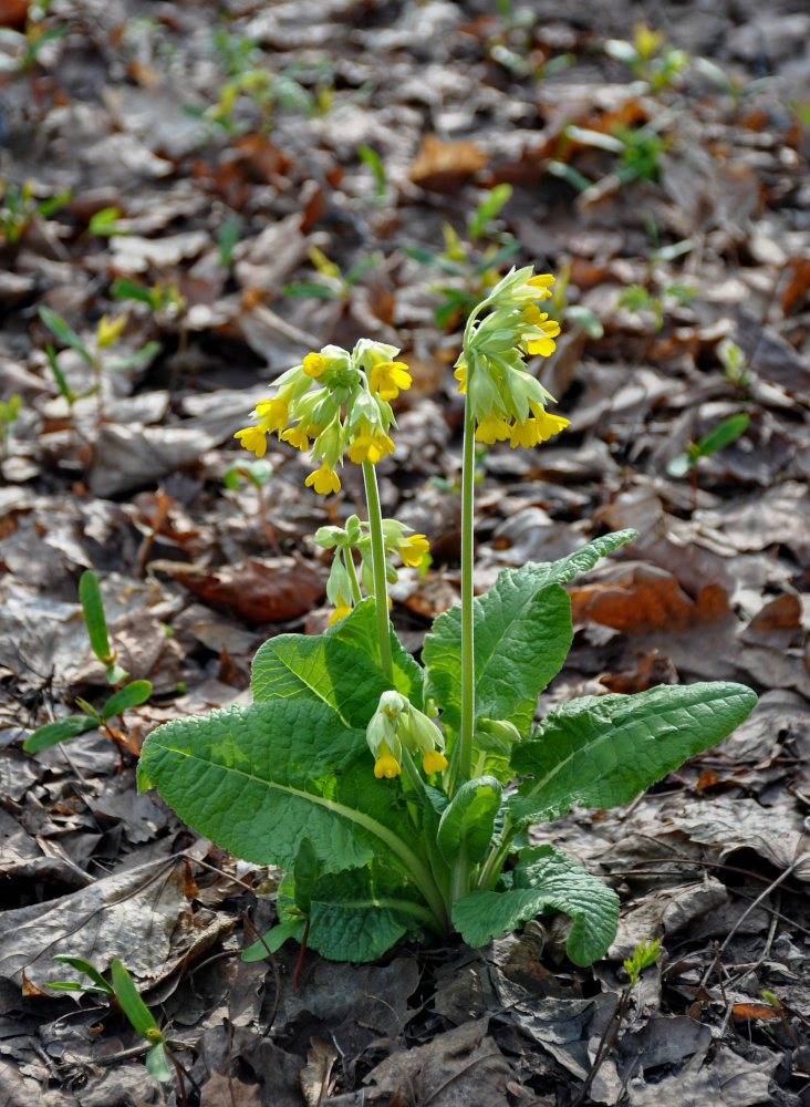 Image of Primula macrocalyx specimen.