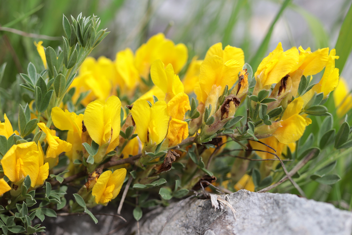 Image of Chamaecytisus wulffii specimen.