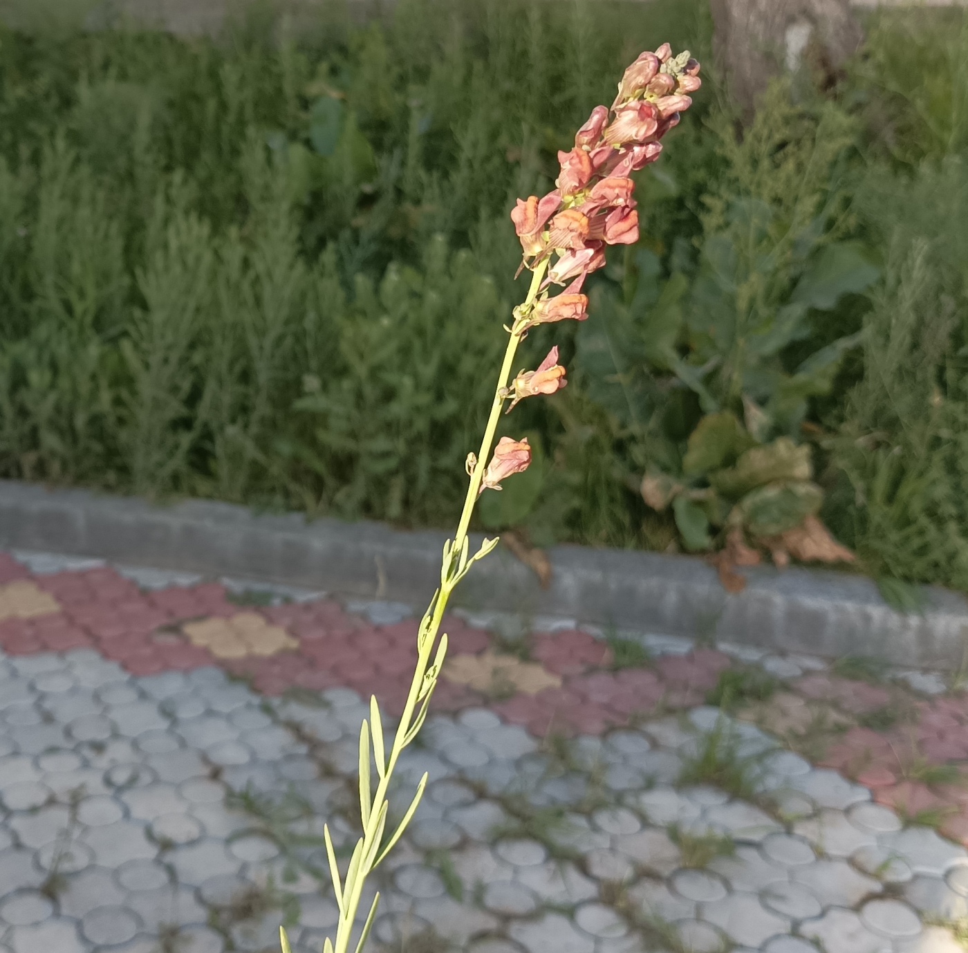 Image of Linaria popovii specimen.