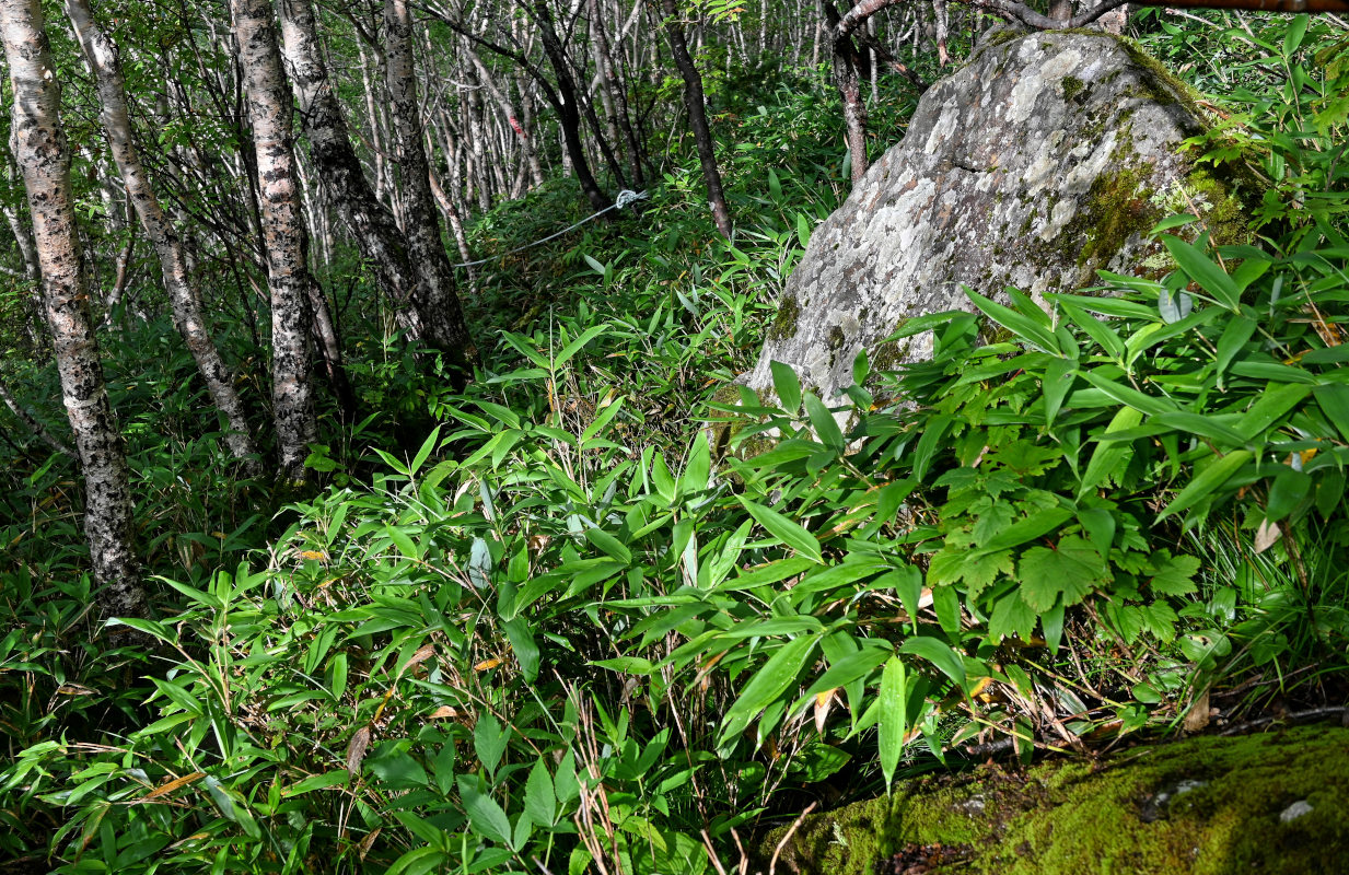 Image of genus Sasa specimen.