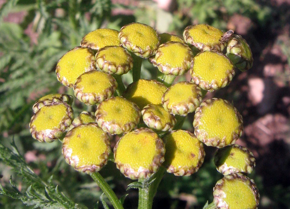 Image of Tanacetum vulgare specimen.