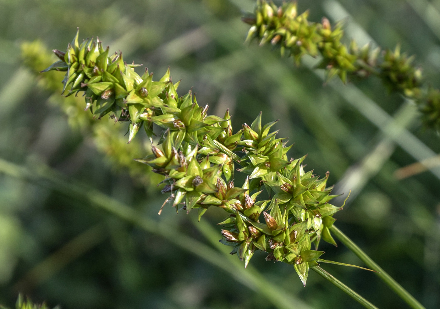 Image of genus Carex specimen.