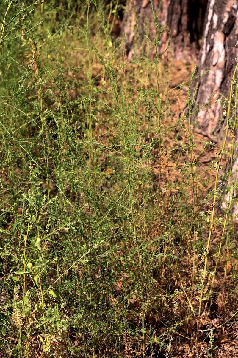 Image of Salsola collina specimen.