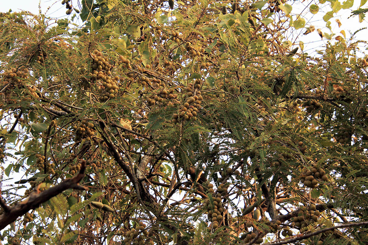 Image of Phyllanthus emblica specimen.