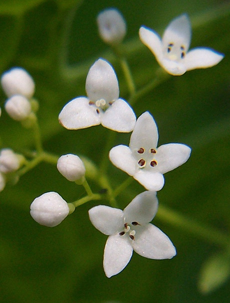 Image of Galium palustre specimen.