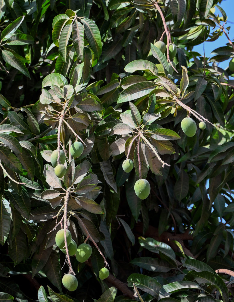 Image of Mangifera indica  specimen.