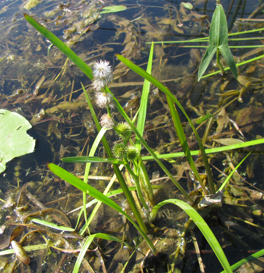 Image of Sparganium emersum specimen.