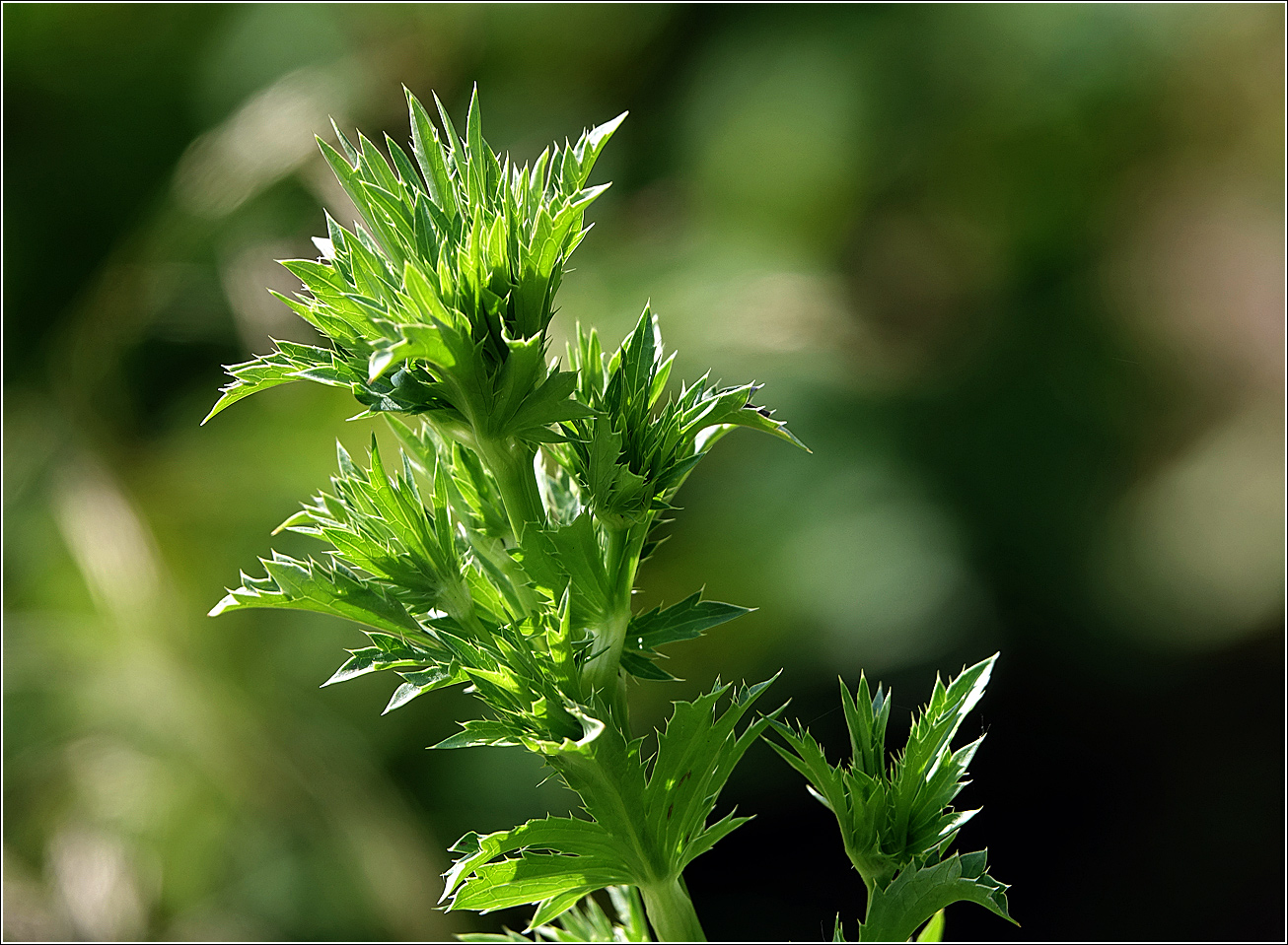 Изображение особи Eryngium planum.