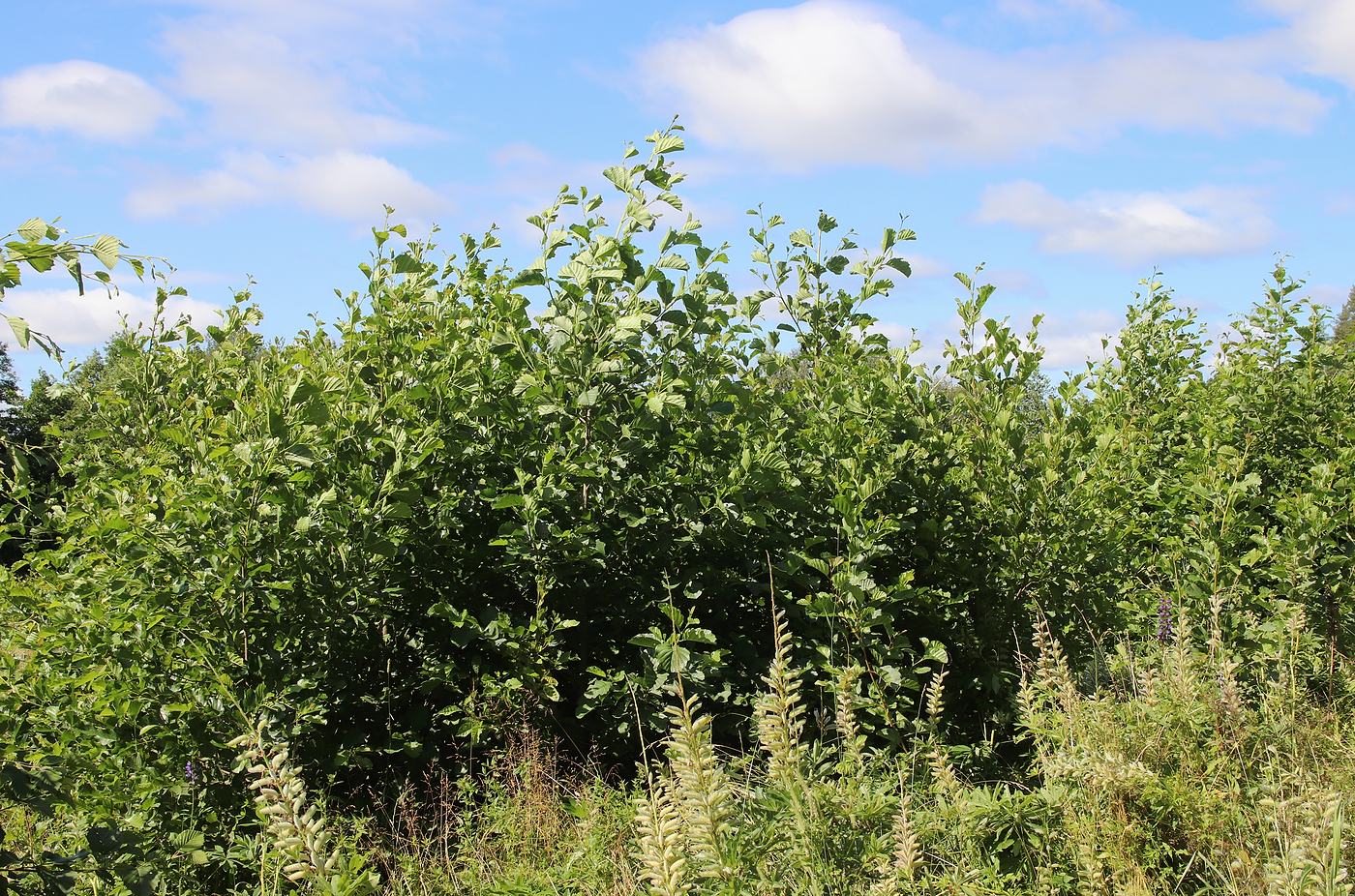 Image of Alnus glutinosa specimen.