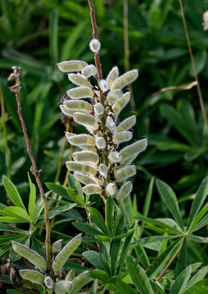 Image of Lupinus polyphyllus specimen.