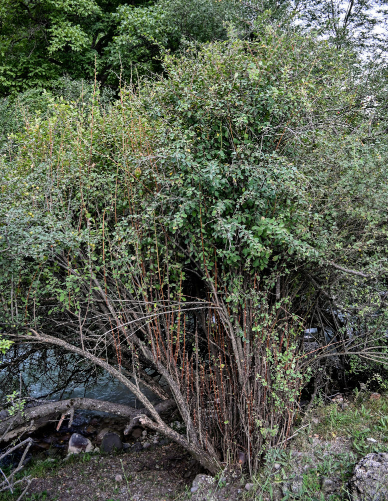 Image of Berberis integerrima specimen.