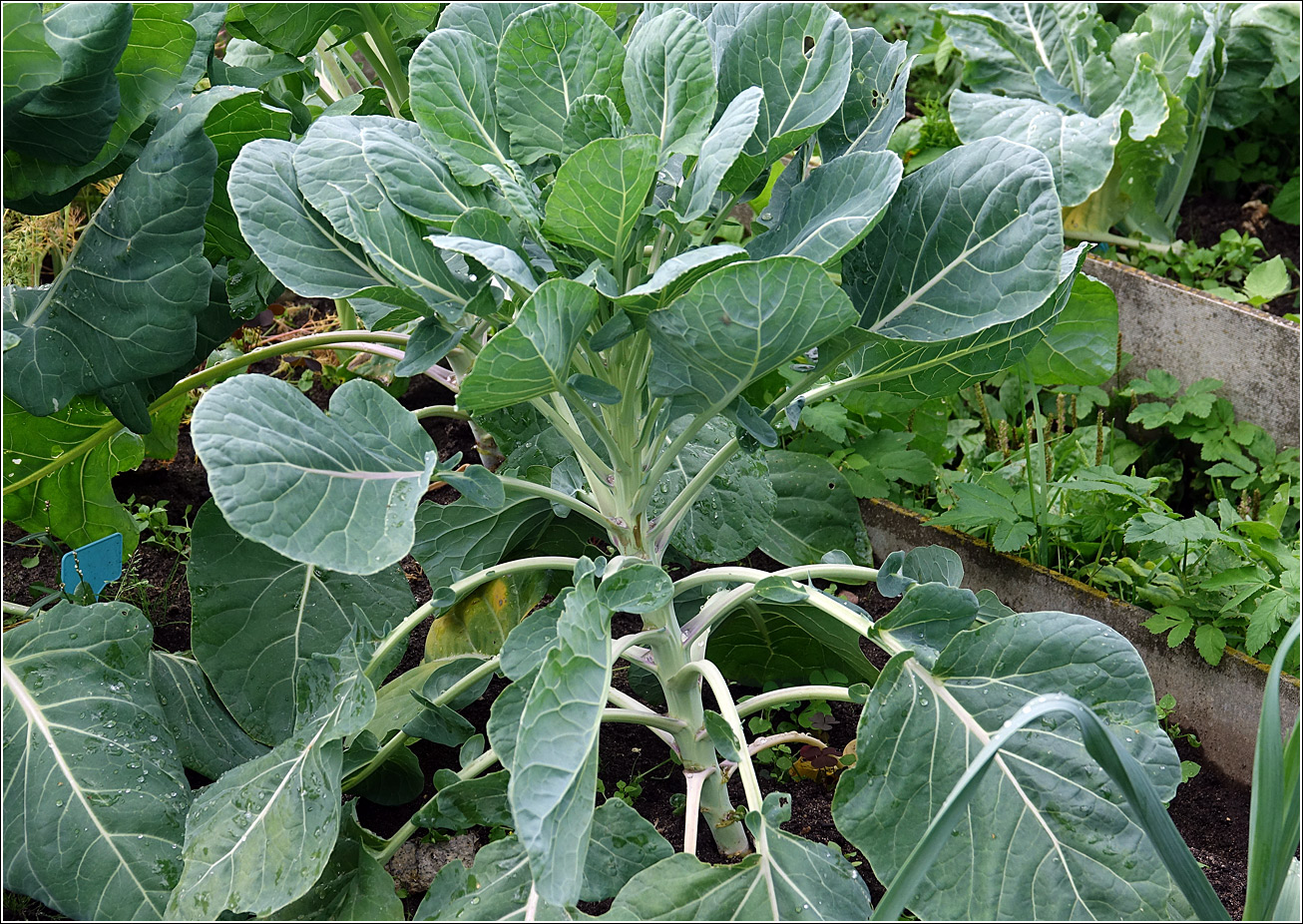 Изображение особи Brassica oleracea var. gemmifera.