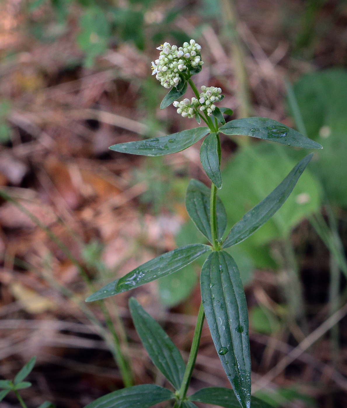 Изображение особи Galium rubioides.