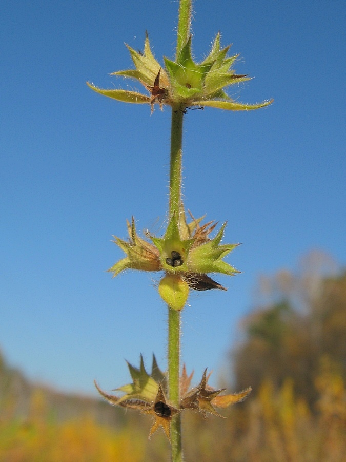 Изображение особи Stachys sylvatica.