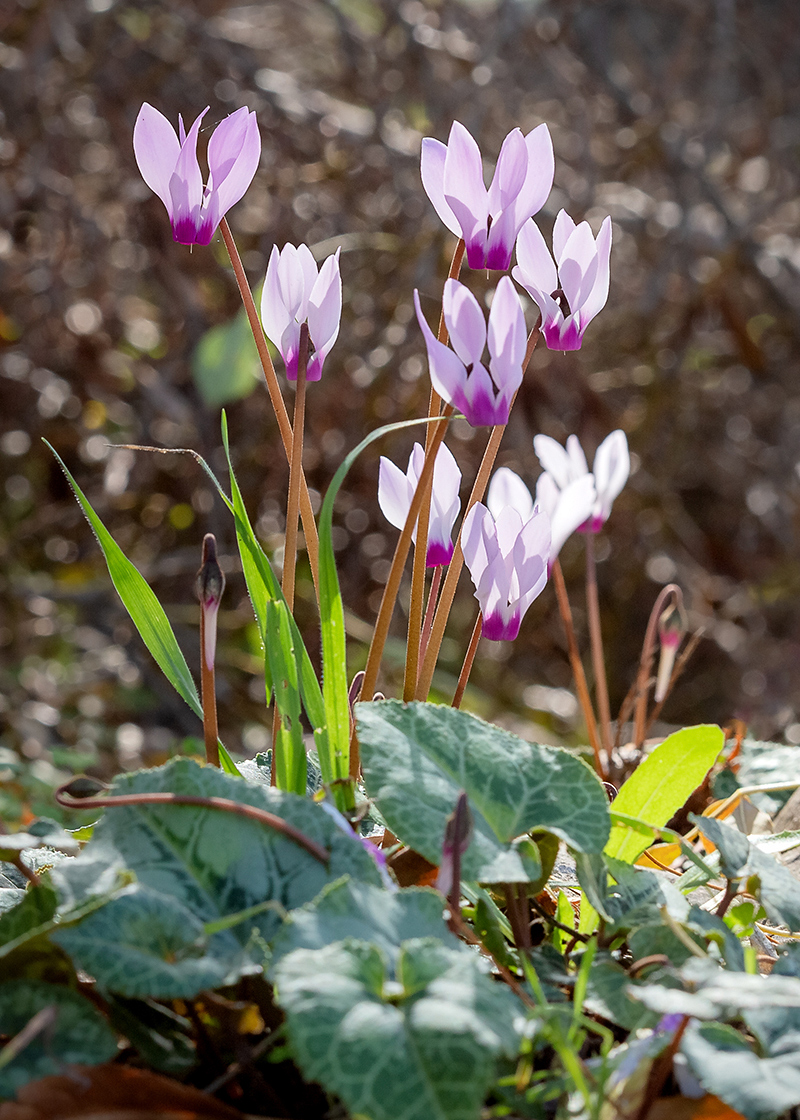 Image of Cyclamen persicum specimen.