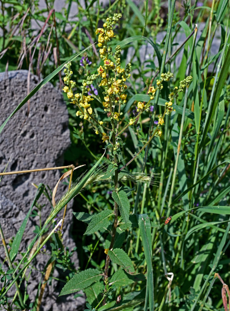 Изображение особи Verbascum marschallianum.