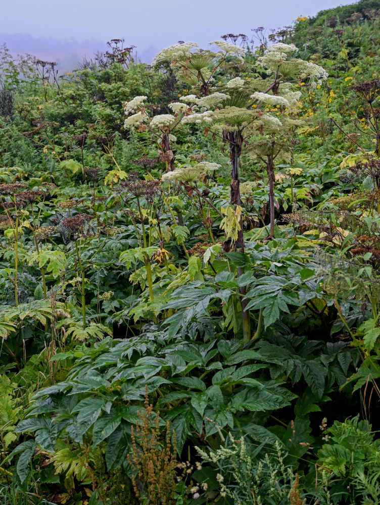 Image of Angelica ursina specimen.