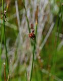 genus Juncus