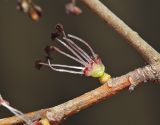 Смотреть изображение Ulmus macrocarpa