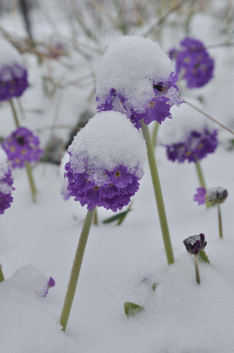 Изображение особи Primula denticulata.