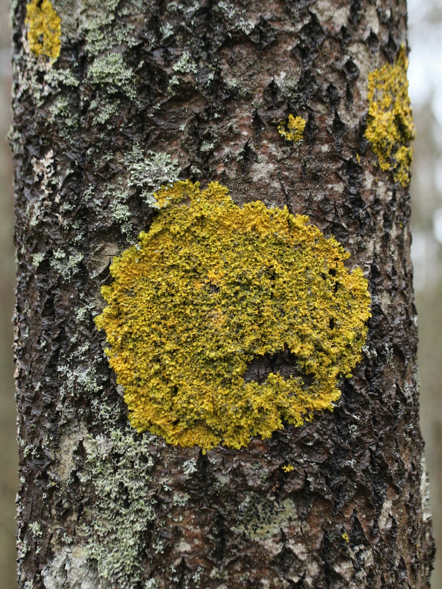 Image of Xanthoria parietina specimen.