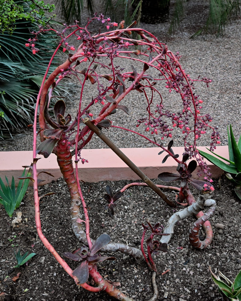 Image of genus Echeveria specimen.