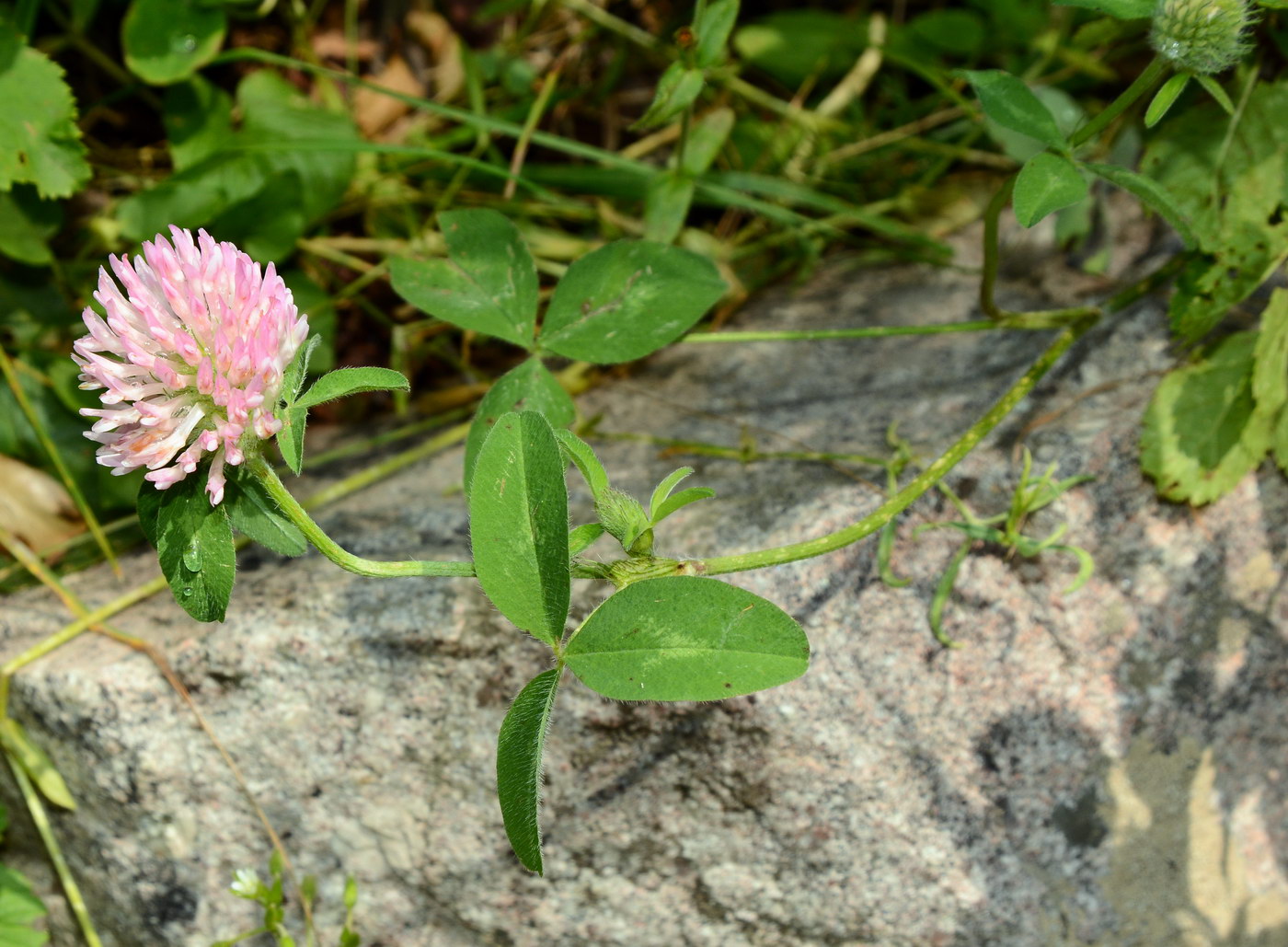 Image of Trifolium pratense specimen.