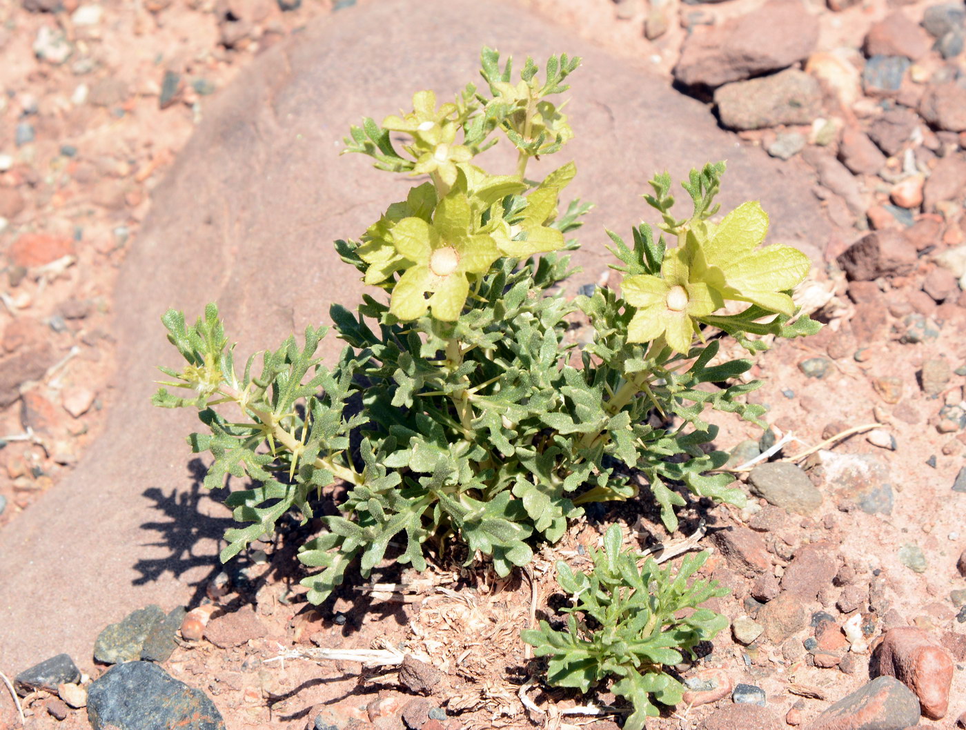 Image of Lagochilus platyacanthus specimen.