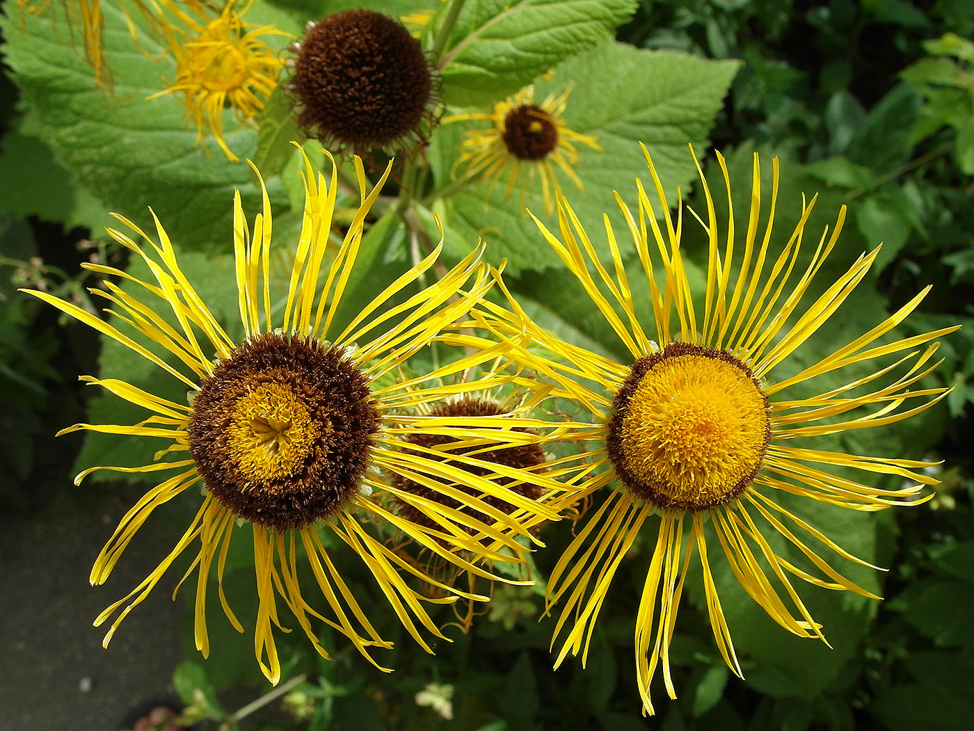 Image of Telekia speciosa specimen.