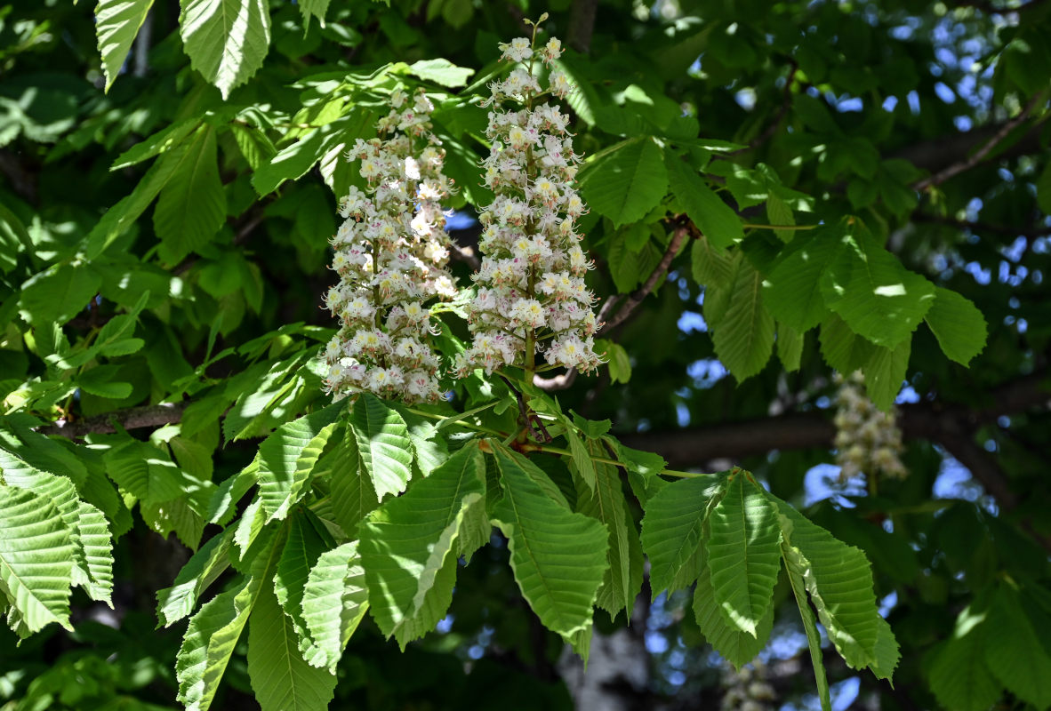 Image of Aesculus hippocastanum specimen.